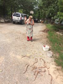 Общество: 72-летняя бабушка убила из дробовика 11 ядовитых змей у своего дома