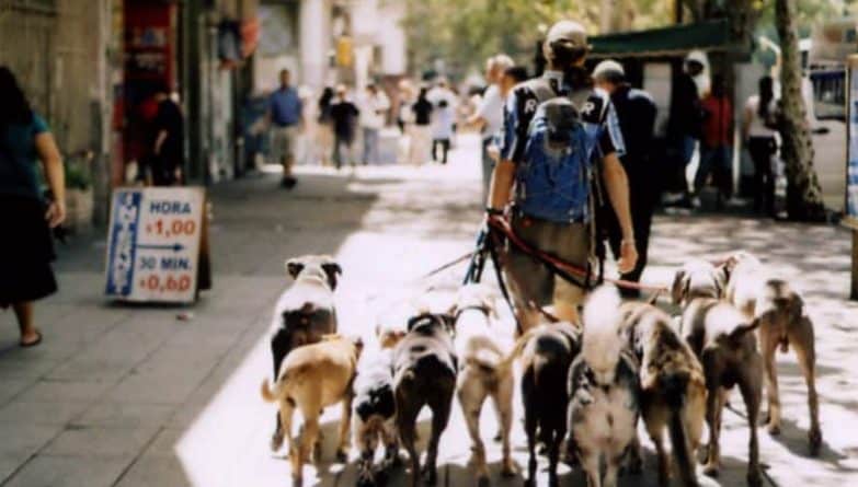 Общество: В Нью-Йорке запретили выгул собак за деньги