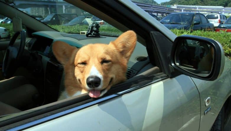 Закон и право: В Лос-Анджелесе можно разбить окно в машине, чтобы спасти животное от жары