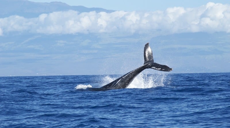Общество: Жителей Сан-Франциско предупреждают о китах