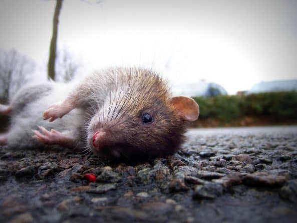 Общество: Билл Де Блазио представил план по истреблению крыс в Нью-Йорке
