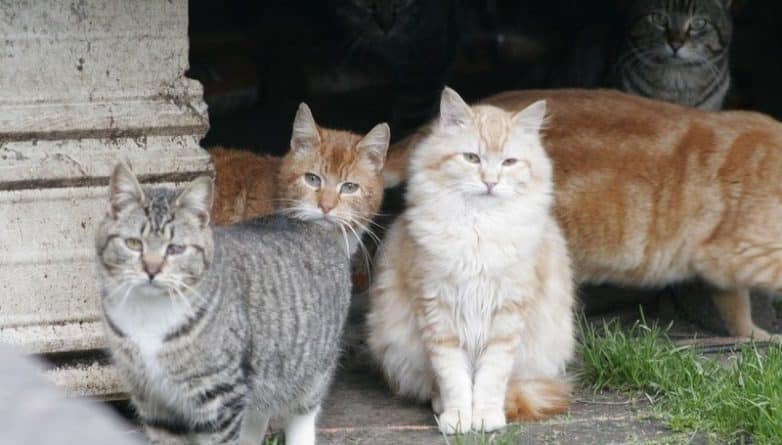 Общество: Bushwick Inlet Park хотят превратить в приют для диких котов