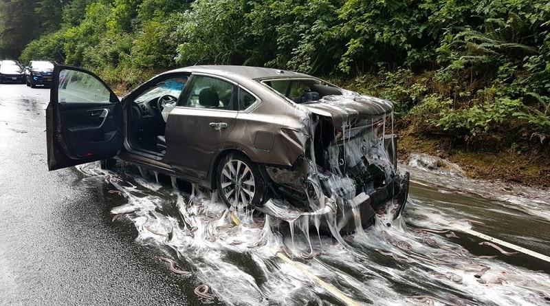 Происшествия: Автомагистраль в Орегоне затопило слизью и угрями (фото, видео)