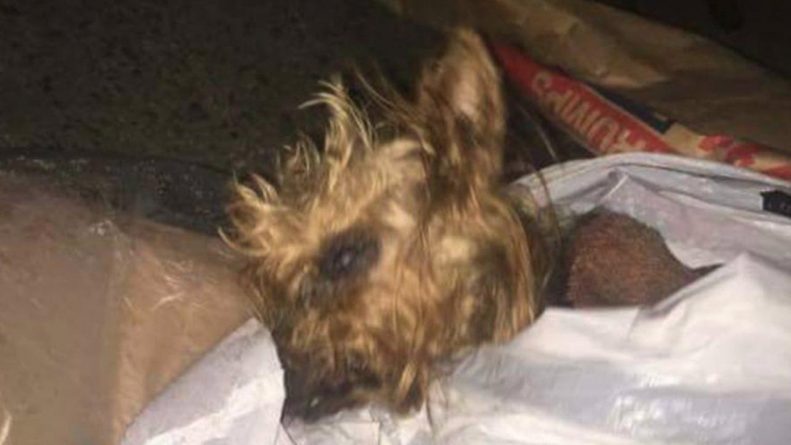 Происшествия: Маленькую собачку выбросили в мусорный бак в Статен-Айленде
