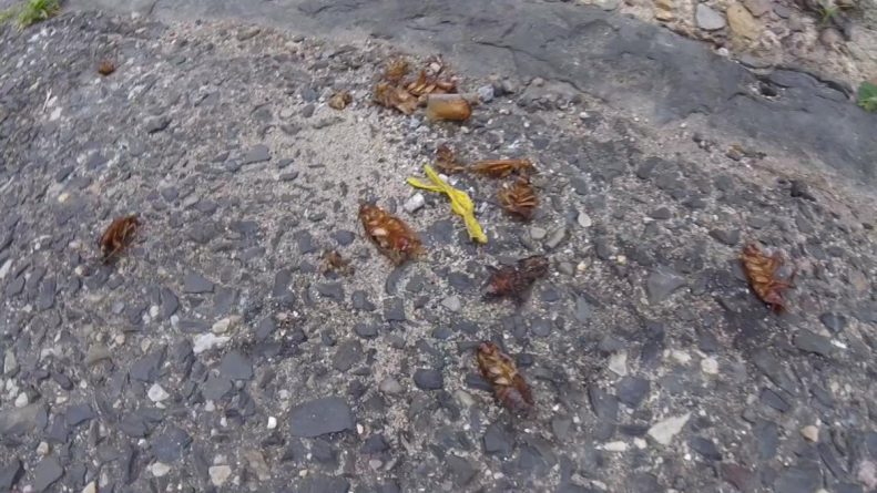 Общество: Полчища тараканов появились в Филадельфии