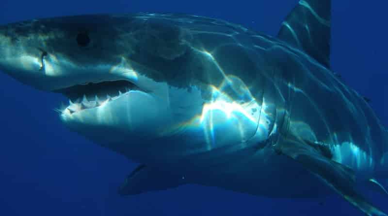 Происшествия: Пляжи в Калифорнии закрыты из-за огромной белой акулы