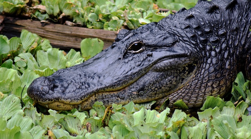 Происшествия: Пенсионерка из Флориды смогла отбиться от трехметрового аллигатора