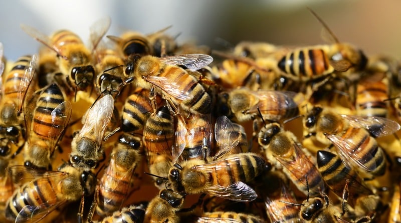 Происшествия: В потолке спальни жительницы Бруклина жили 35 тысяч пчел (видео)