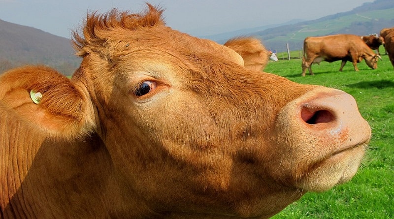 Погода: Жара привела к массовой гибели коров в Калифорнии