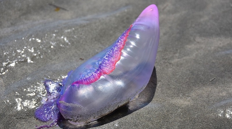 Полезное: На Jersey Shore замечены ядовитые медузы, опасные для человека