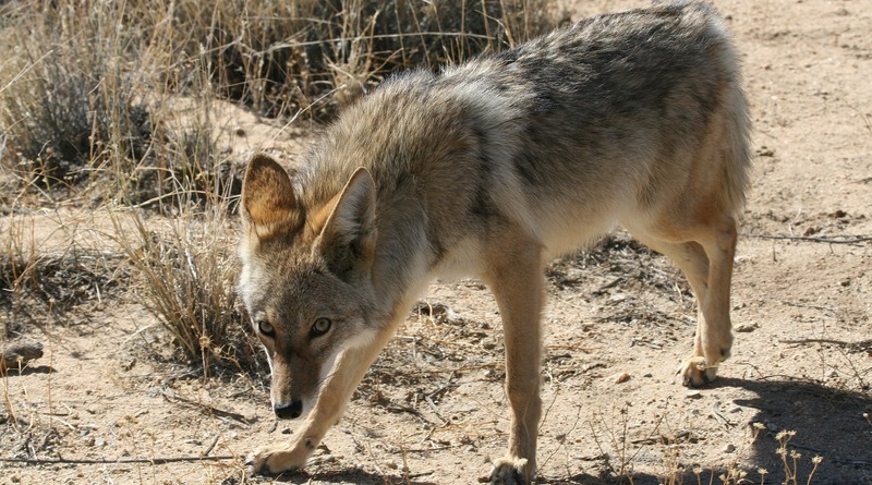 Происшествия: Сан-Франциско патрулируют из-за нападения койота