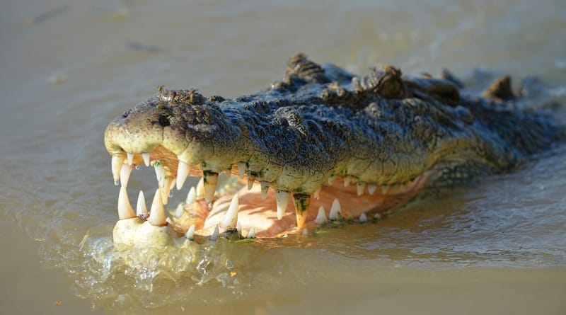 Происшествия: Крокодил откусил руку американскому туристу, когда тот пошел справить нужду