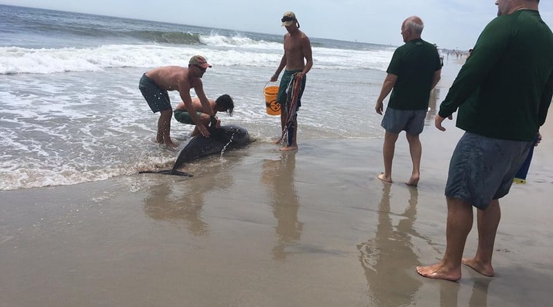 Общество: В Нью-Джерси спасли выброшенного на берег дельфина (фото)
