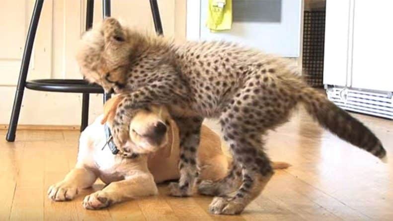 Видео: Необычная дружба: щенок спасает гепарда (видео)