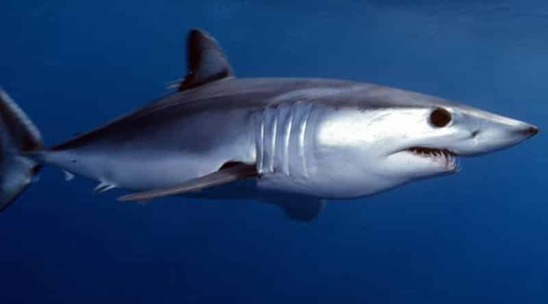 Общество: В Нью-Джерси выловили 420-килограммовую акулу (фото)