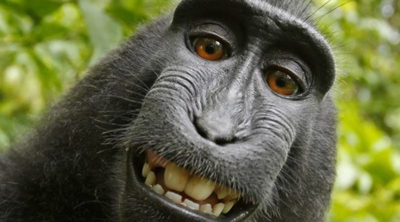 Закон и право: В Калифорнии обезьяна судится с фотографом