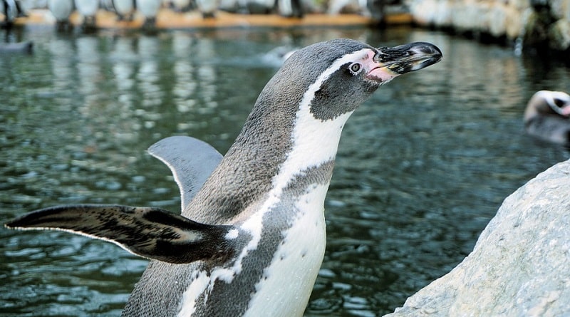 Афиша: Встречи с пингвинами вживую в Lincoln Park Zoo