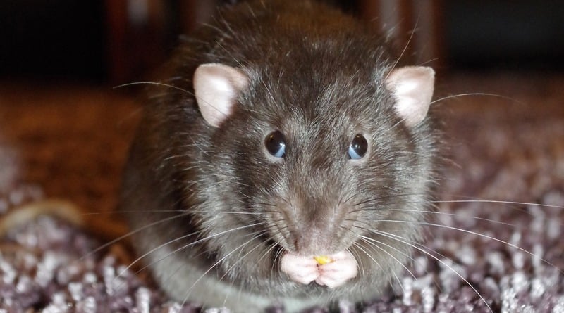 Общество: В Чикаго крыс накормят контрацептивами