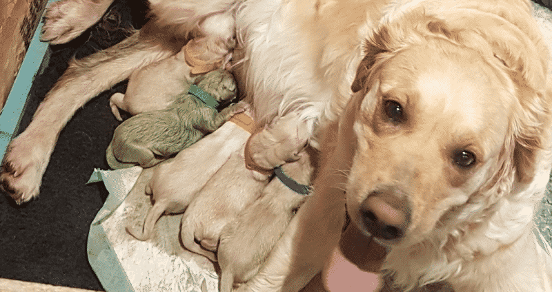В мире: Самка золотистого Ретривера родила зеленого щенка