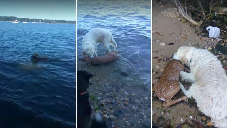 Общество: Собака спасла тонущего олененка на пляже Лонг-Айленда