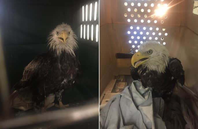 Общество: Раненый орел найден в округе Колумбия