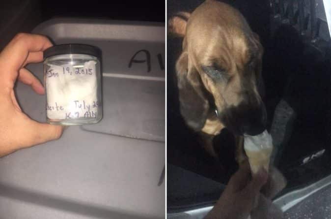 Общество: Собака из К -9 отыскала пропавшую женщину благодаря баночке с ее запахом