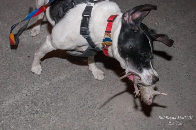 Общество: Собаки-дружинники ловят крыс на улицах Нью-Йорка