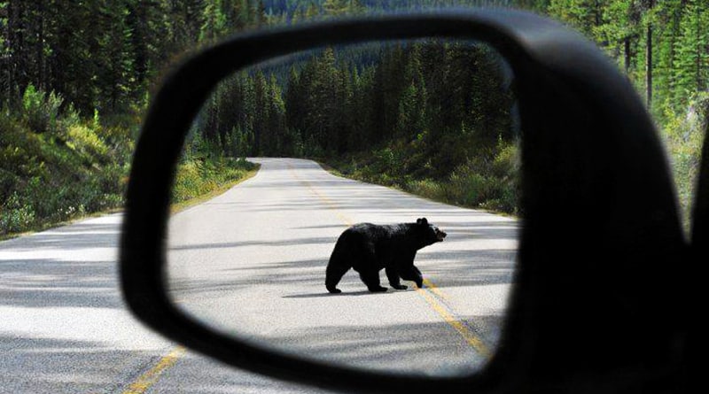 Происшествия: В Колорадо медведь угнал внедорожник и… справил в нем нужду