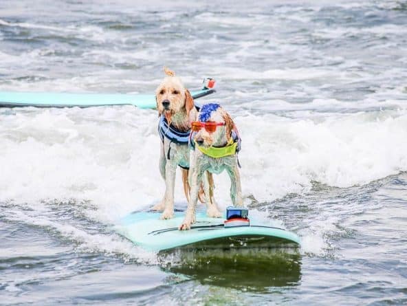 Общество: В Калифорнии прошел чемпионат по серфингу среди … собак