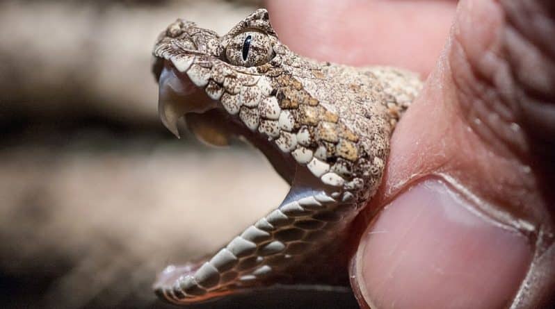 Происшествия: В Калифорнии в детском игровом домике обнаружили 19 ядовитых змей