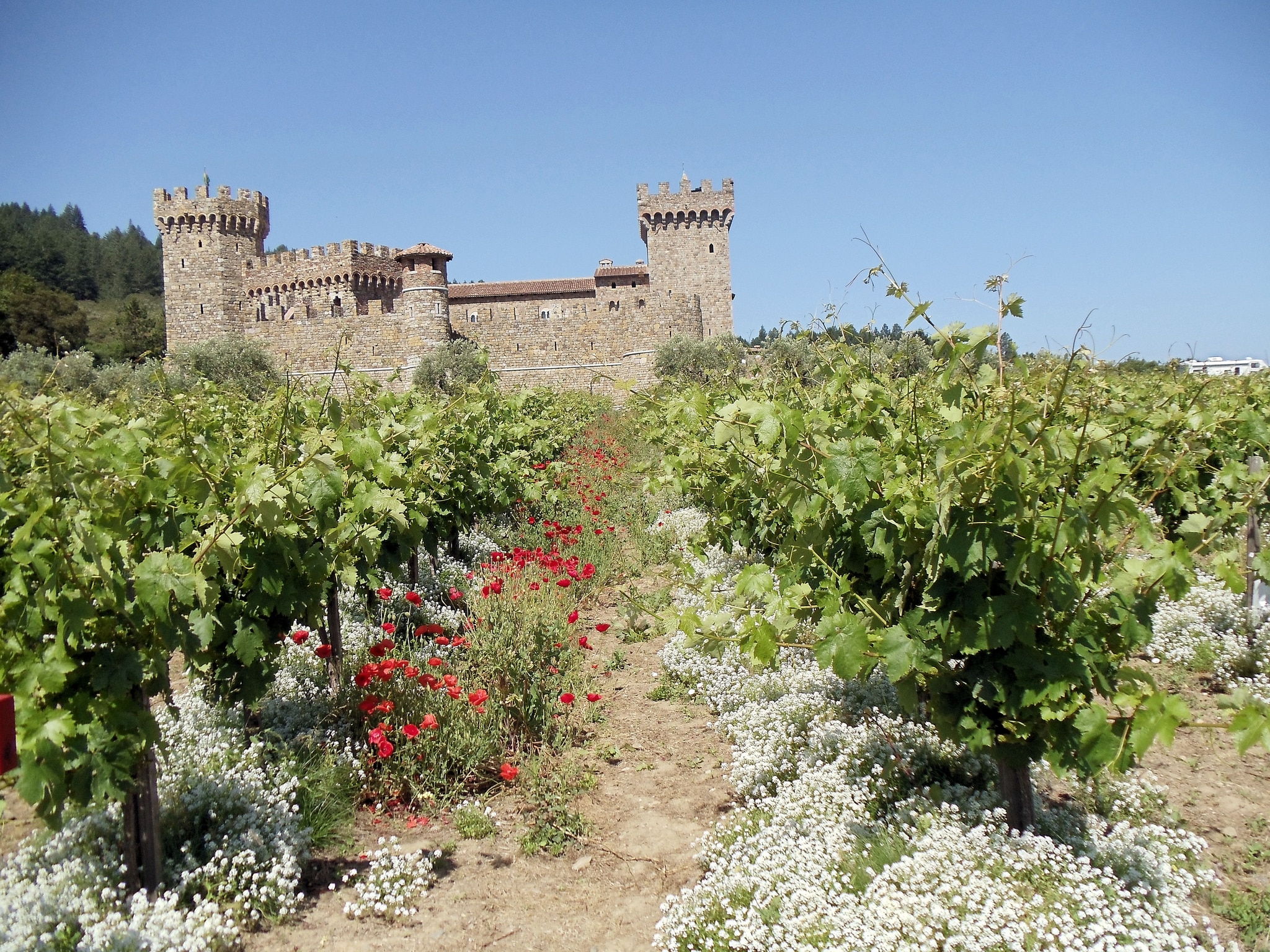 Путешествия: Castello di Amorosa рис 10