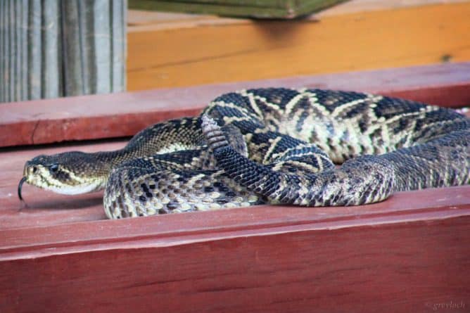 Популярное: Во Флориде нашествие змей