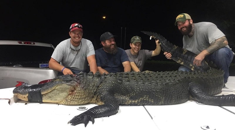 Общество: Охотники из Флориды убили 375-фунтового аллигатора