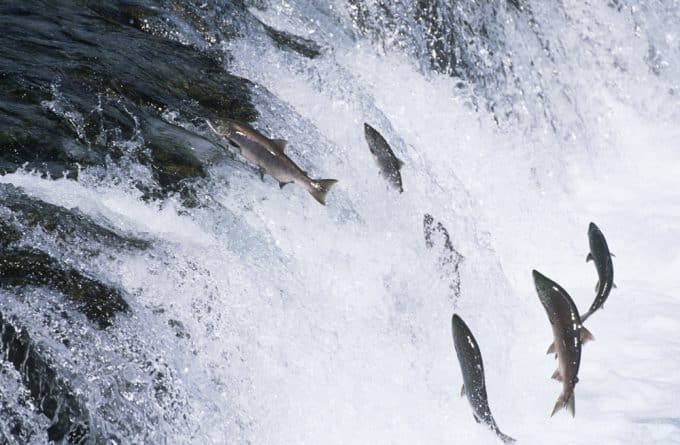 Происшествия: Тысячи лососей «сбежали» с рыбной фермы в океан