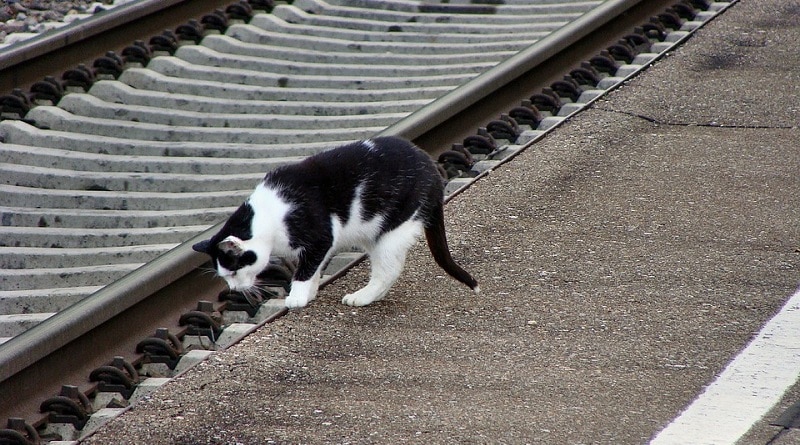 Общество: Причиной задержек в движении поездов С сегодня стала ... кошка