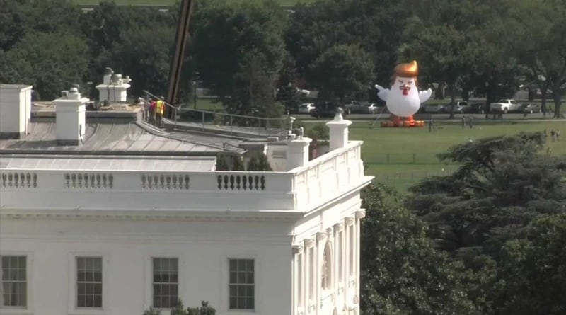 Общество: У Белого дома появился гигантский надувной цыпленок с прической Трампа