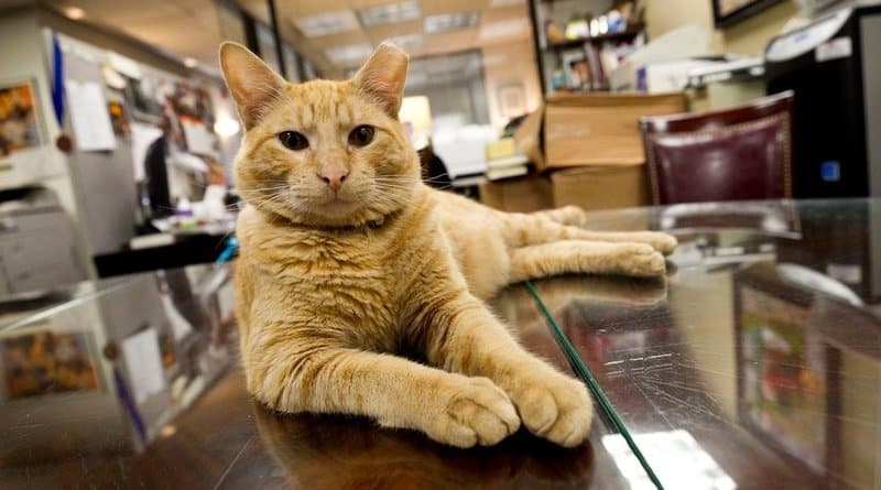 Общество: Рыжий кот по имени Гамлет стал новым символом отеля Algonquin