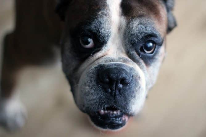 Общество: Семья нашла свою «усыпленную» собаку в приюте