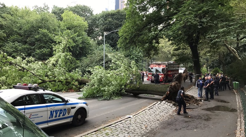 Общество: В Центральном парке рухнуло огромное дерево: пострадала мать с тремя детьми