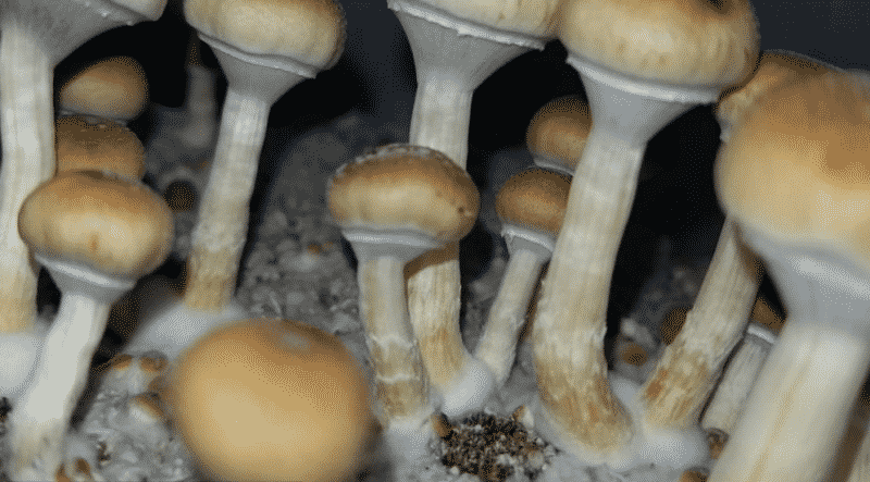 Закон и право: В Калифорнии хотят легализовать галлюциногенные грибы
