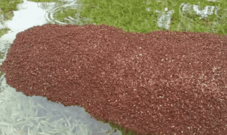 Популярное: В Хьюстоне новая беда: город наводнили плавающие колонии ядовитых муравьев