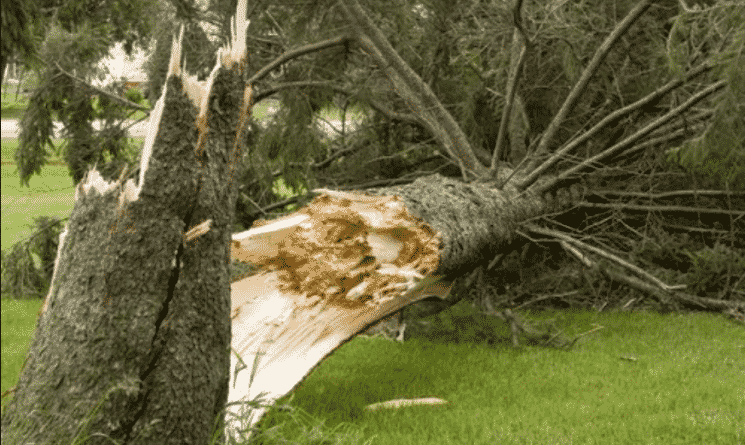 Происшествия: В калифорнийском детском центре упало дерево: трое дошкольников госпитализированы