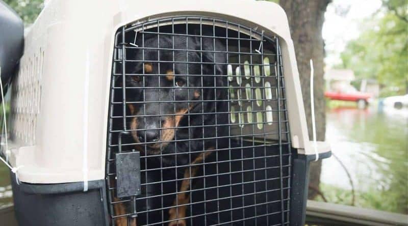 Общество: Десятки собак ищут новые дома после урагана Харви