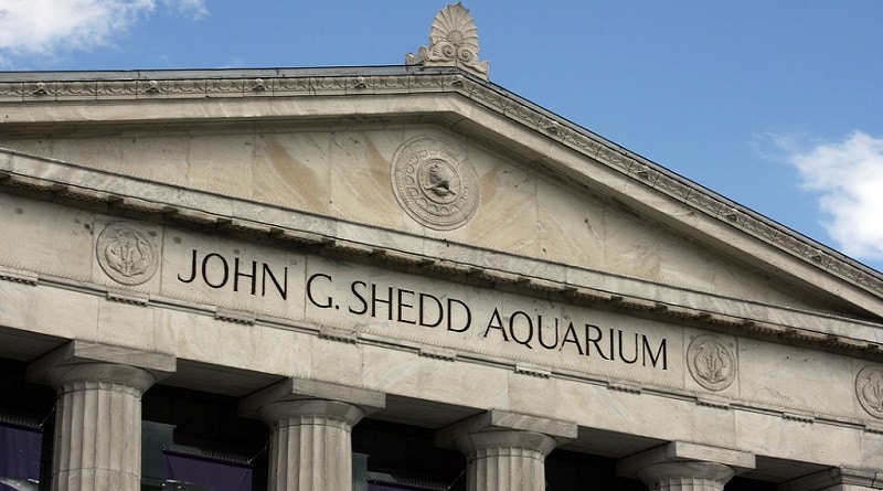 Полезное: 24 дня бесплатного посещения в Shedd Aquarium