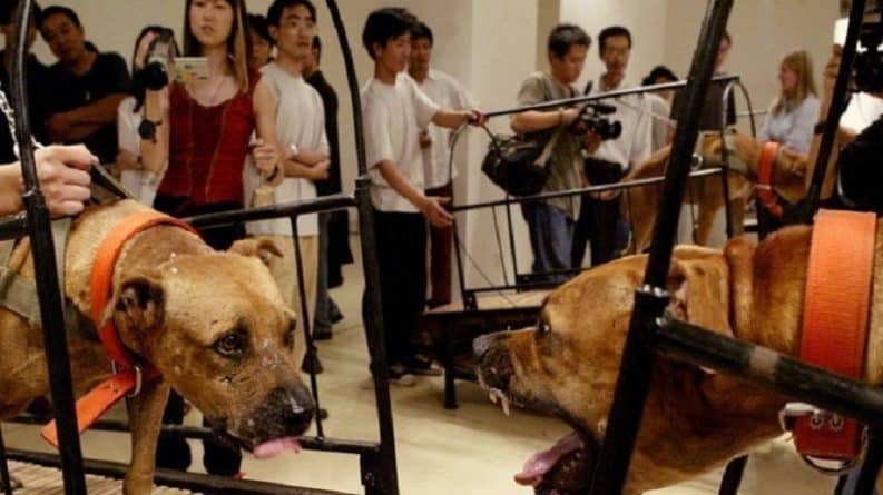 Искусство: Музей Гуггенхайма уступил защитникам животных после "угроз"