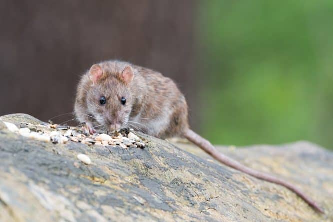 Общество: «Крысиная академия» научит  бороться с грызунами