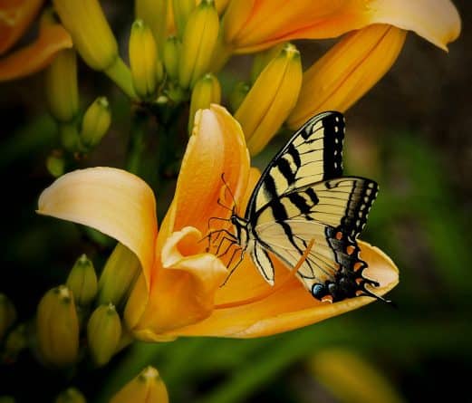 Афиша: Живые бабочки возвращаются в Музей естественной истории