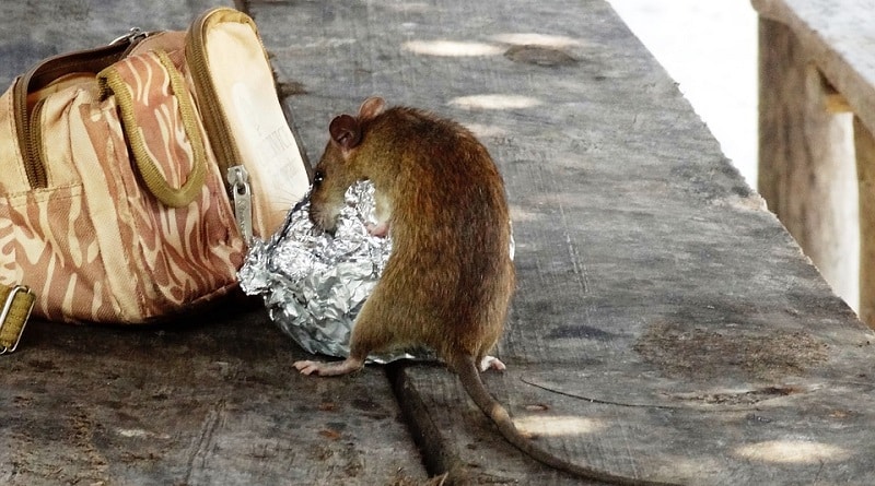 Общество: Билл де Блазио выделит на борьбу с крысами $750 000