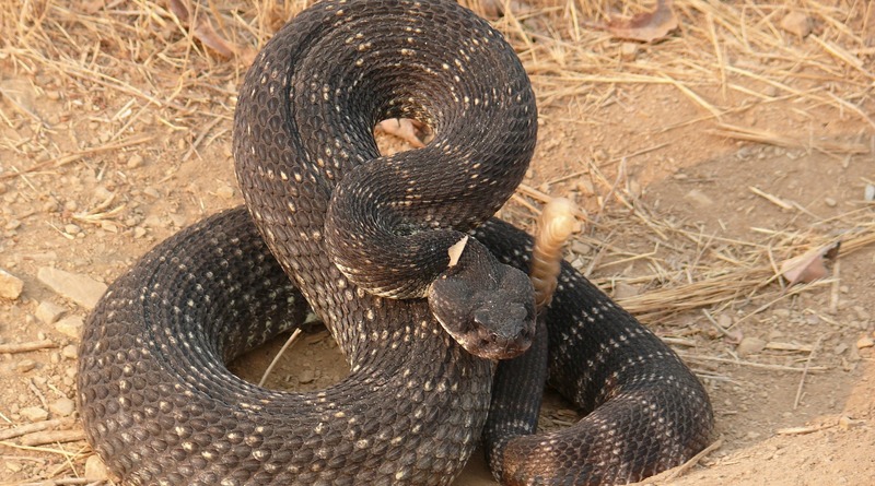 Общество: Мужчину укусила гремучая змея, которую он пытался зажарить (фото)
