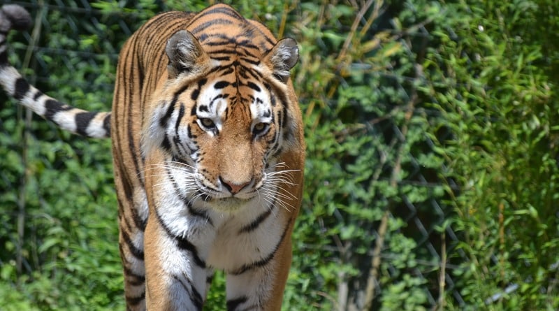 Общество: В Атланте вырвался на свободу бенгальский тигр (фото)